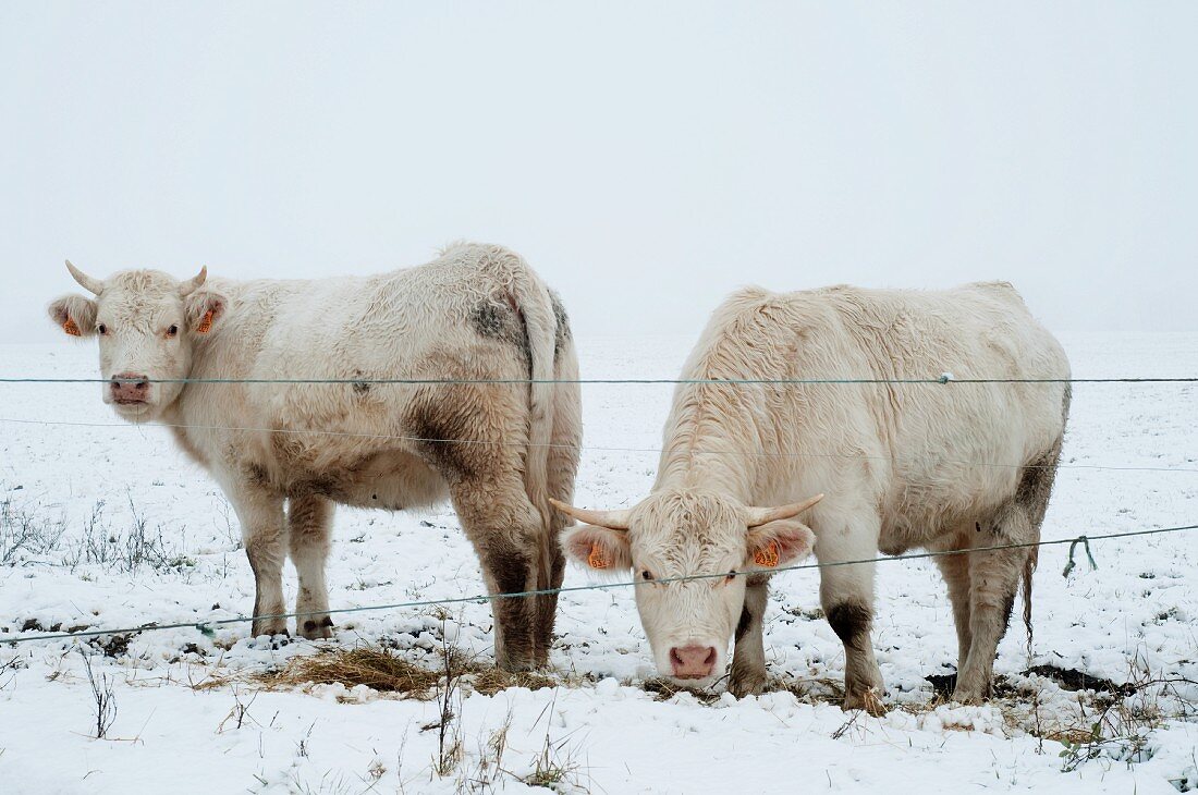 Charolais cattle in snow
