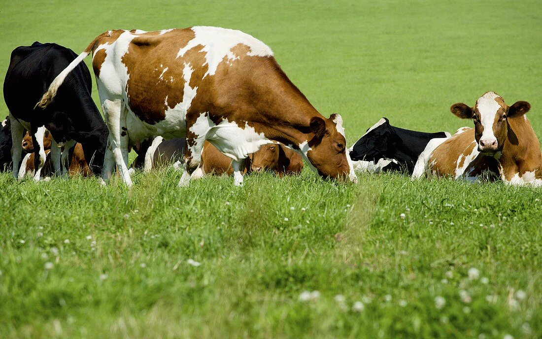 Several cows in a pasture