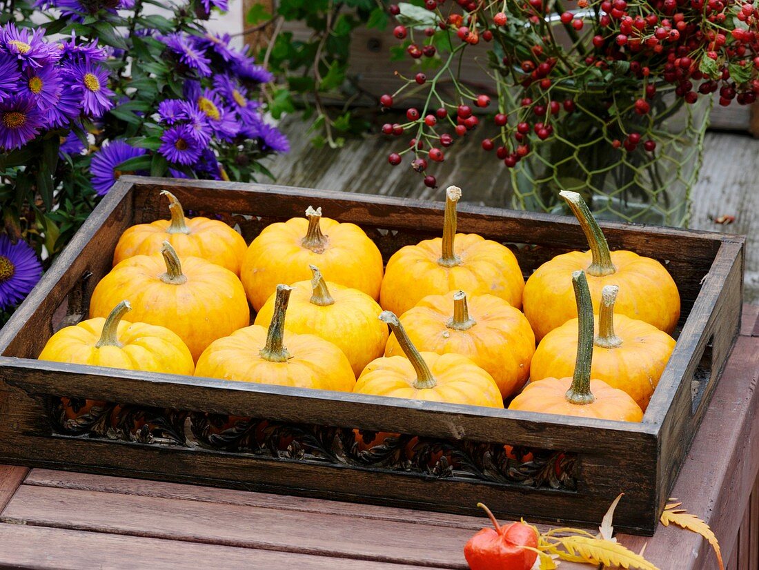 Pumpkins (variety 'Jack be Little') on wooden tray
