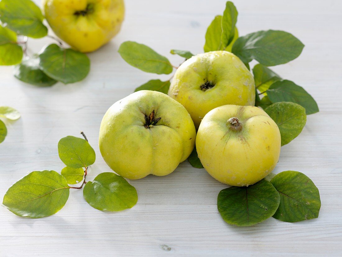 Quinces with leaves