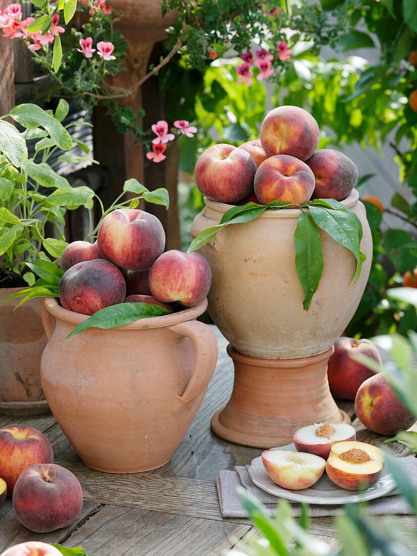 Whole peaches in terracotta vases, peach halves on plate