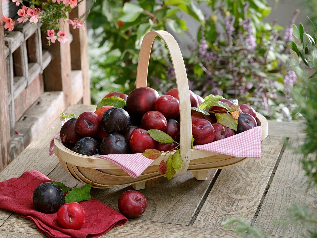 Fresh plums in trug