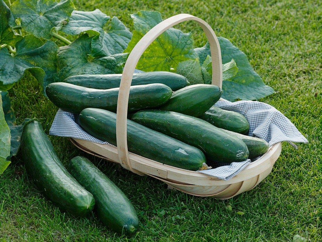 Fresh cucumbers (variety 'Konsa') in basket on grass