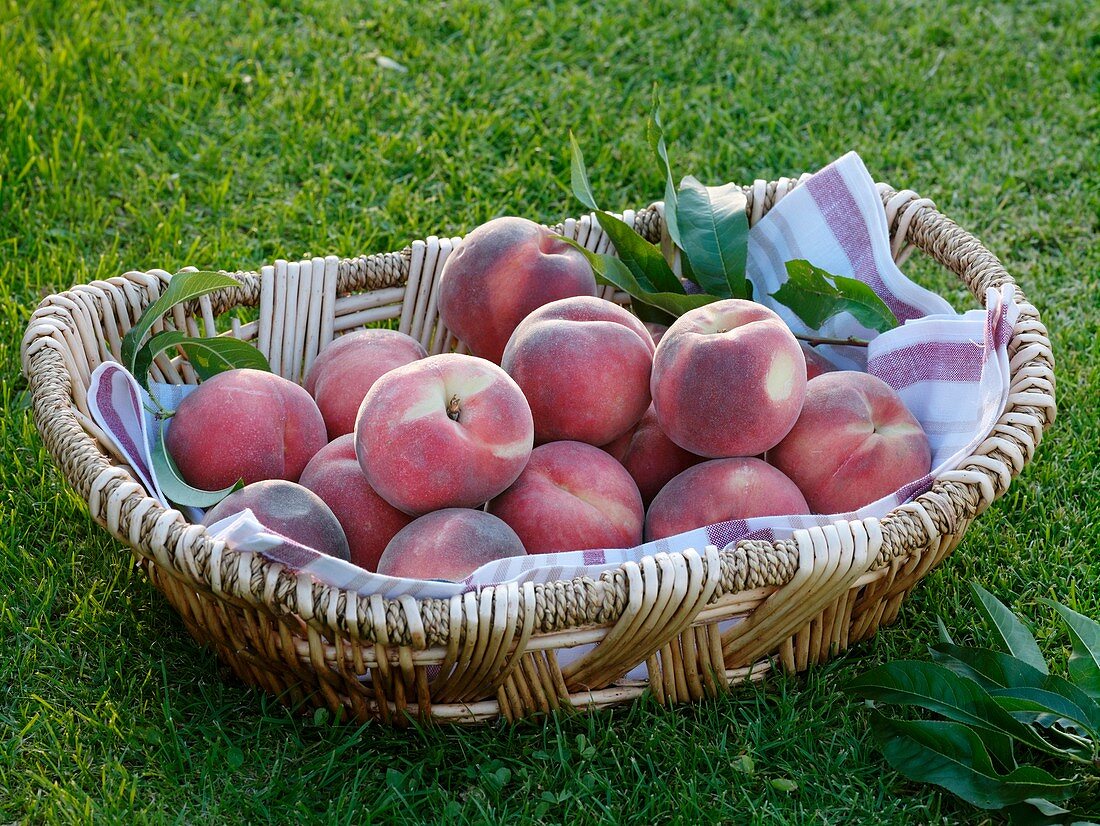 Peaches (variety 'Kernechter vom Vorgebirge') in basket on grass