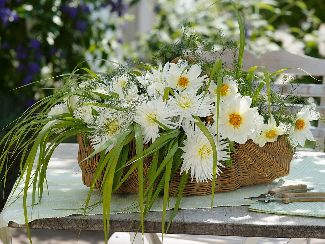 Dahlias, Chinese silver grass & asparagus fern in basket on garden table