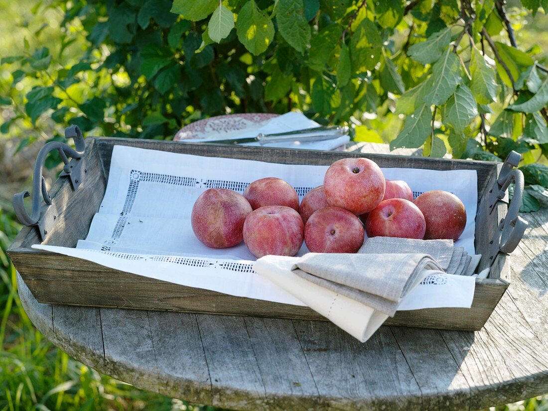 Pluot (cross between plum and apricot) in wooden box