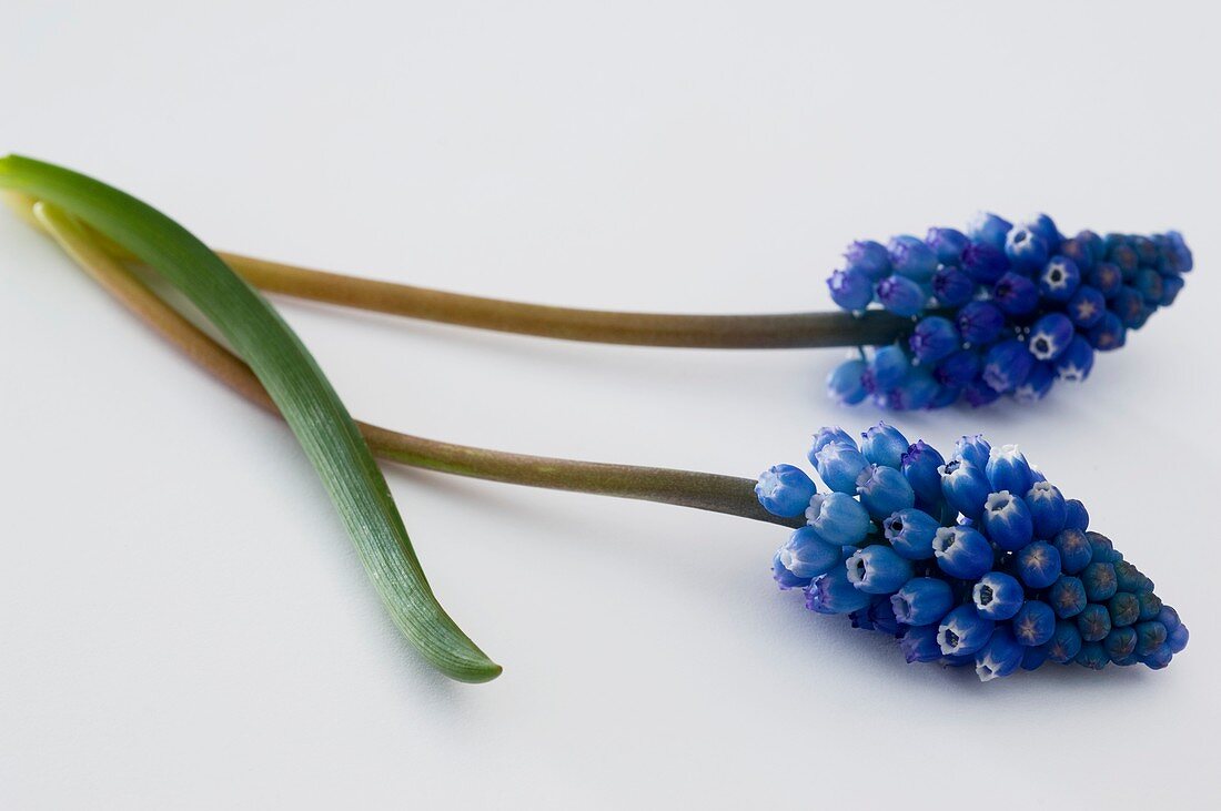 Grape hyacinths (Muscari armeniacum)