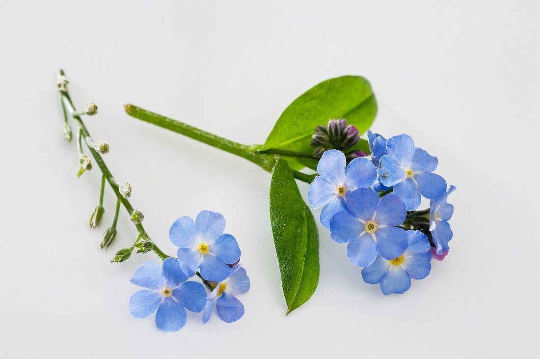 Forget-me-nots (Myosotis 'Myomark')