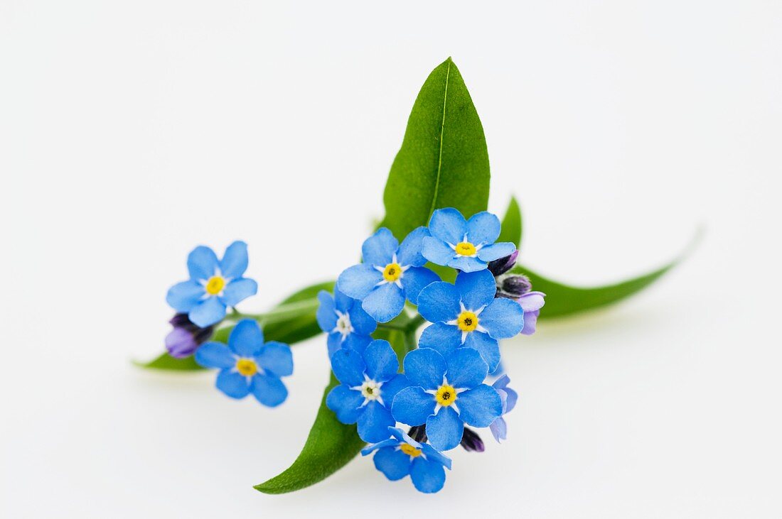 Forget-me-not (Myosotis 'Myomark')