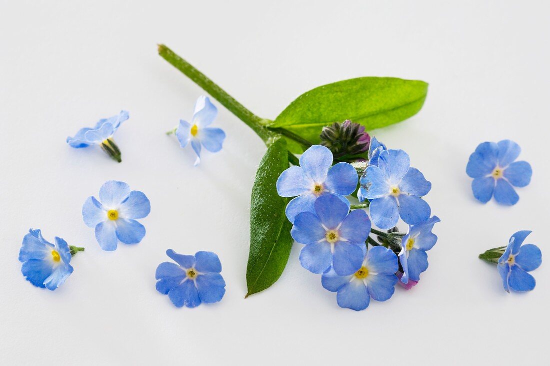 Forget-me-not (Myosotis 'Myomark')