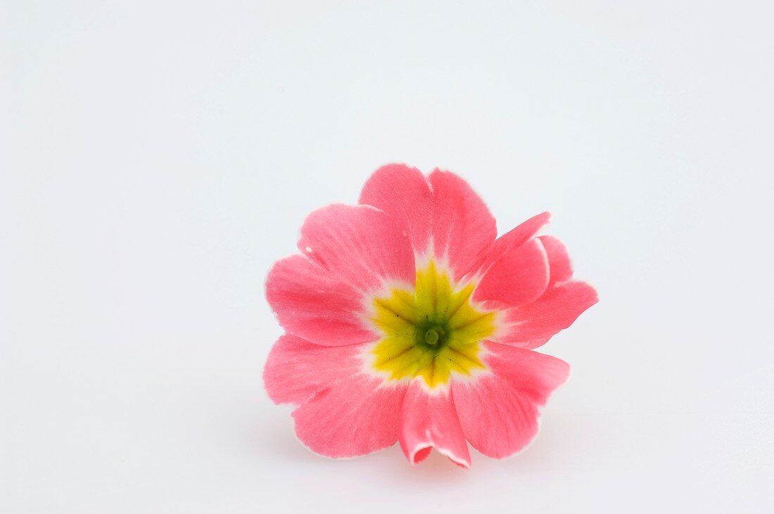 Primrose flower (Primula vulgaris syn. acaulis)
