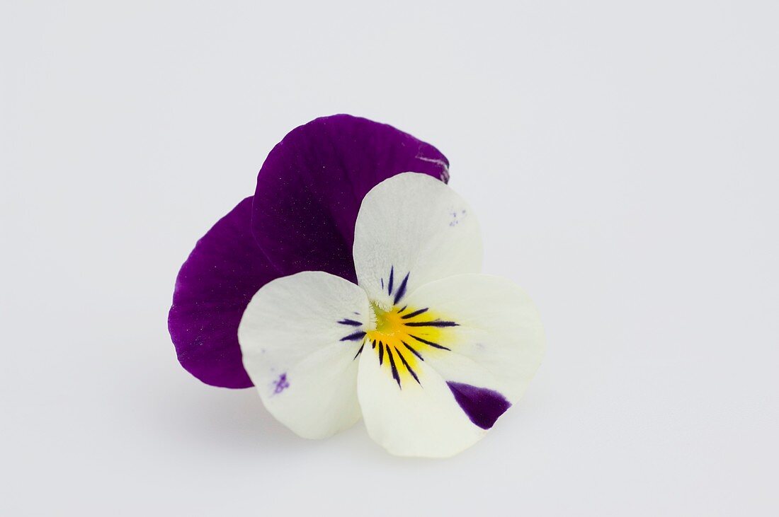 Blüten von Hornveilchen (Viola cornuta 'Callisto Purple & White'),