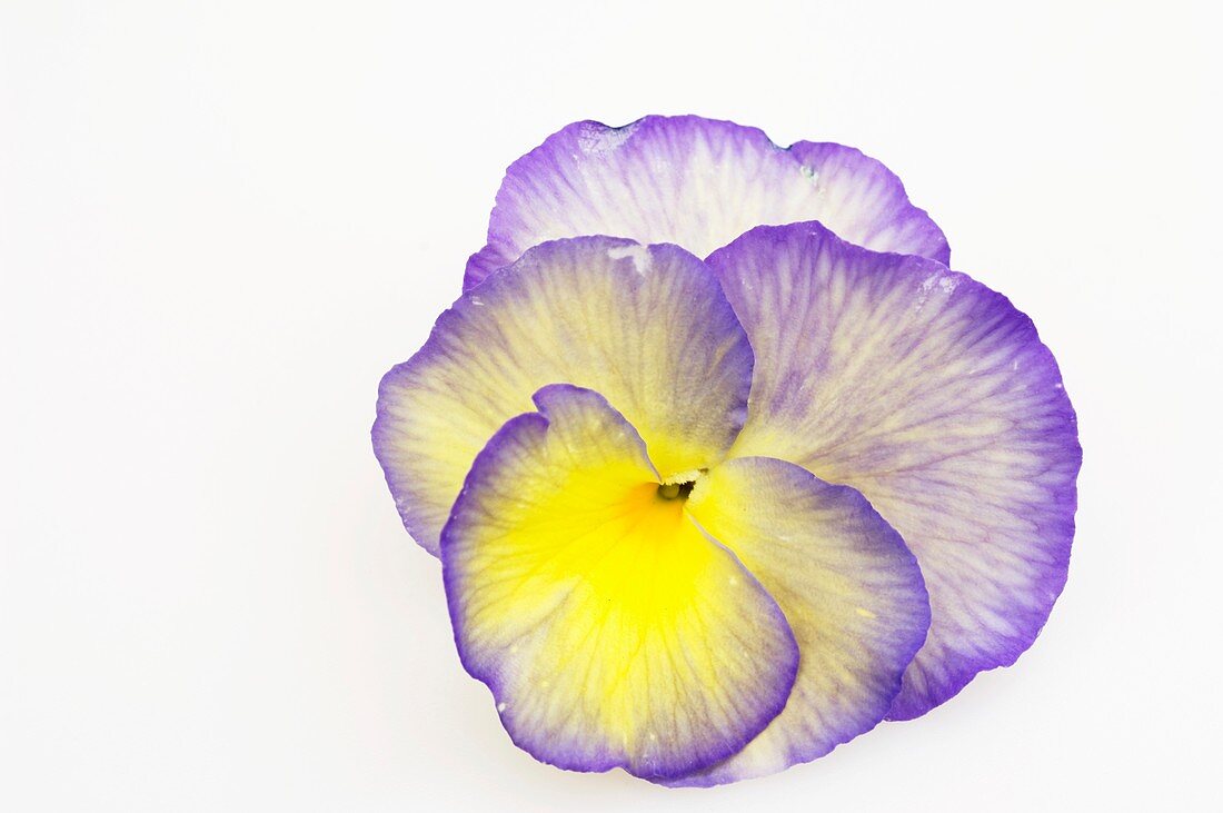 Horned violet flower (Viola cornuta 'Etain')