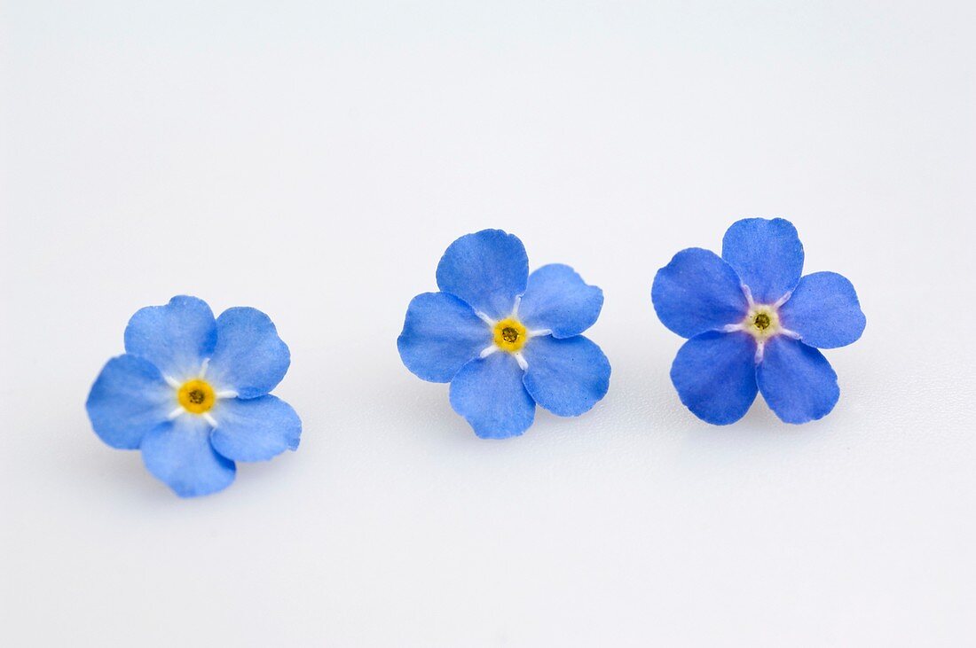 Forget-me-not (Myosotis 'Myomark'), individual flowers