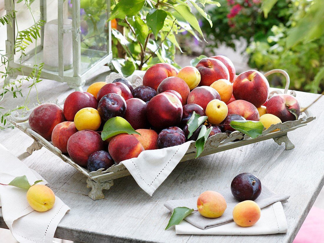 Nectarines, peaches, yellow and purple plums, apricots