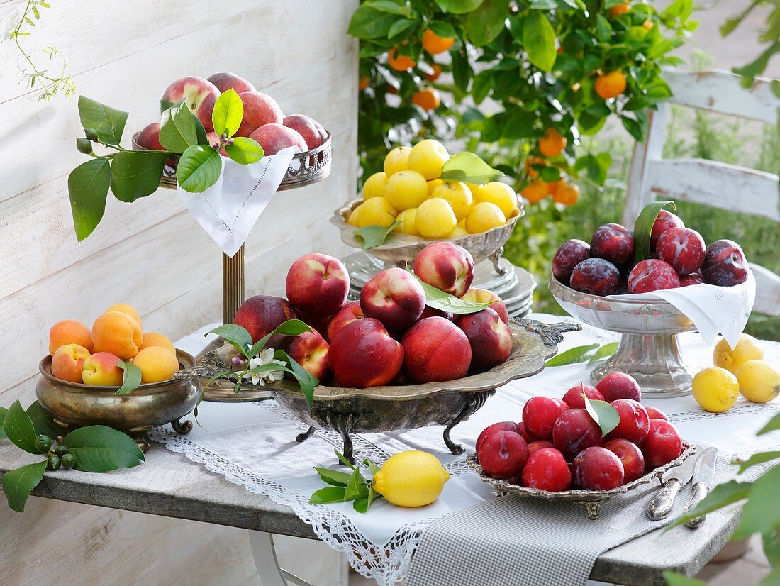 Yellow, purple & red plums, nectarines, peaches & apricots in silver dishes