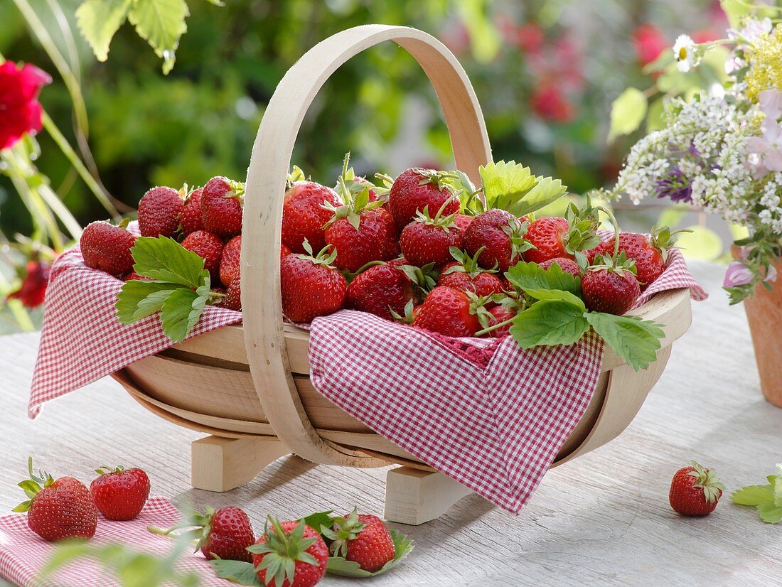 Frisch gepflückte Erdbeeren im Holzkorb