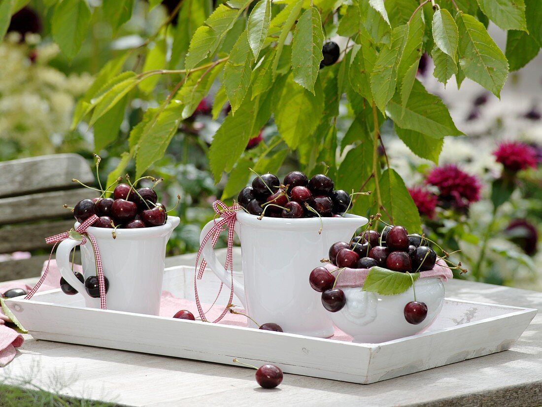 Sweet cherries on garden table
