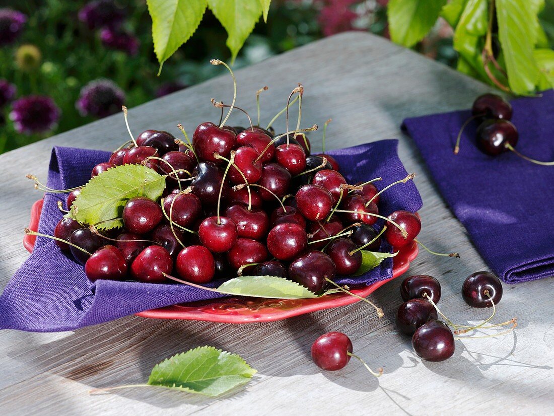 Sweet cherries (variety 'Sam') in dish on garden table