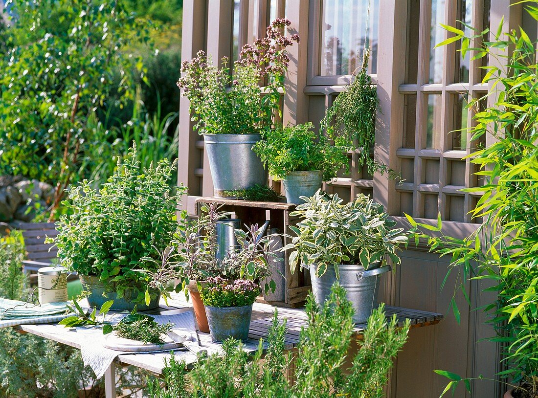 Herbs (sage, rosemary, oregano and mint) on a table in front of a garden shed