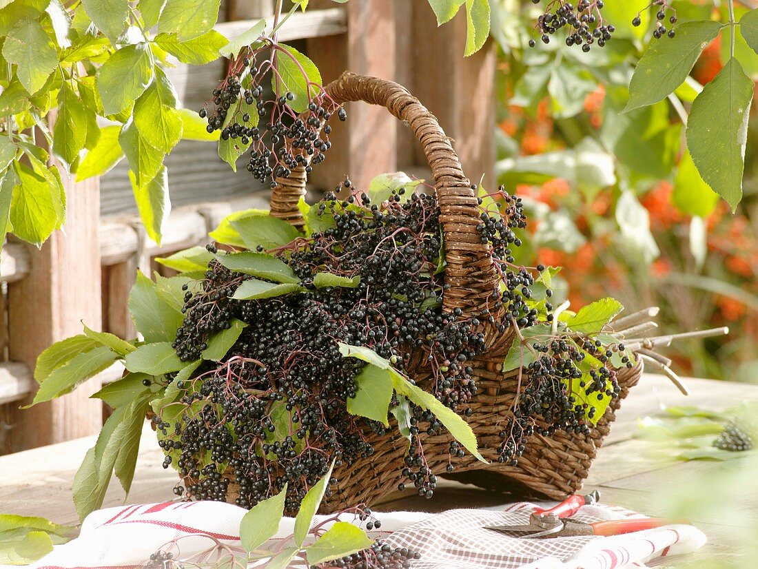 Elderberries in basket on garden table