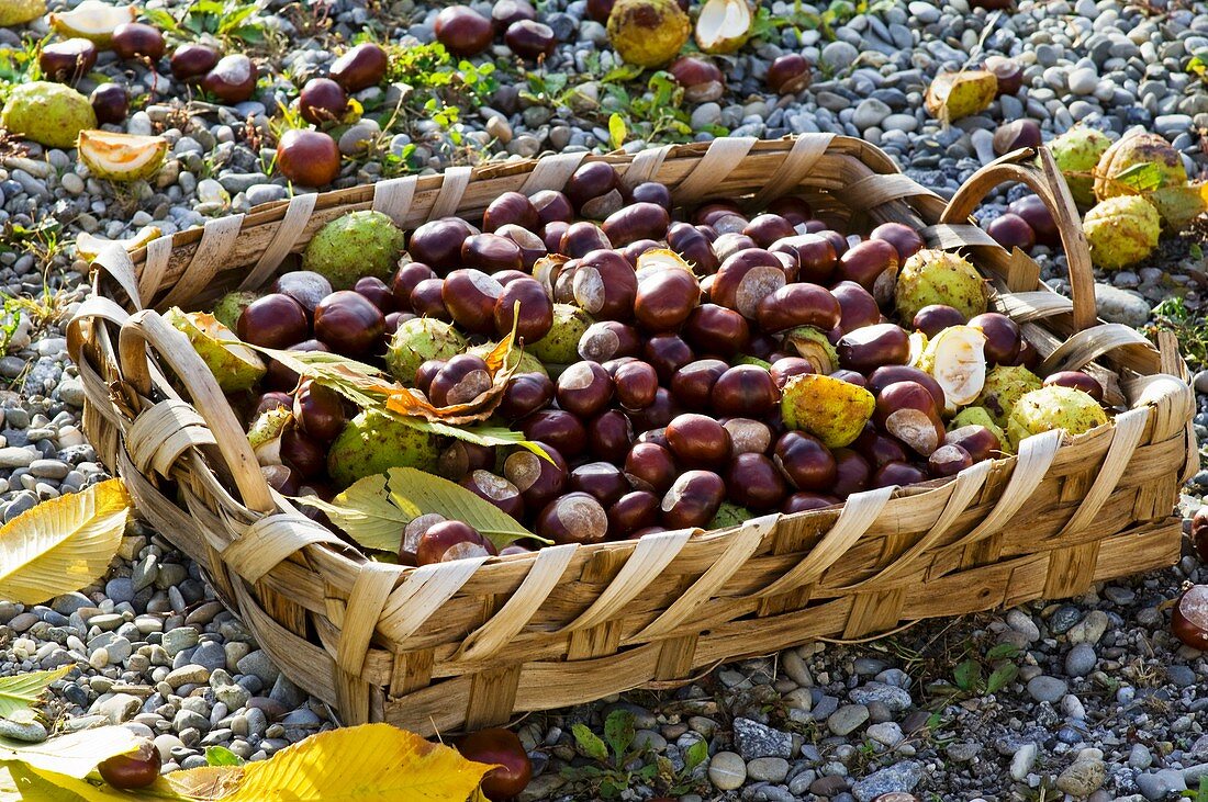 Chestnuts in shallow basket