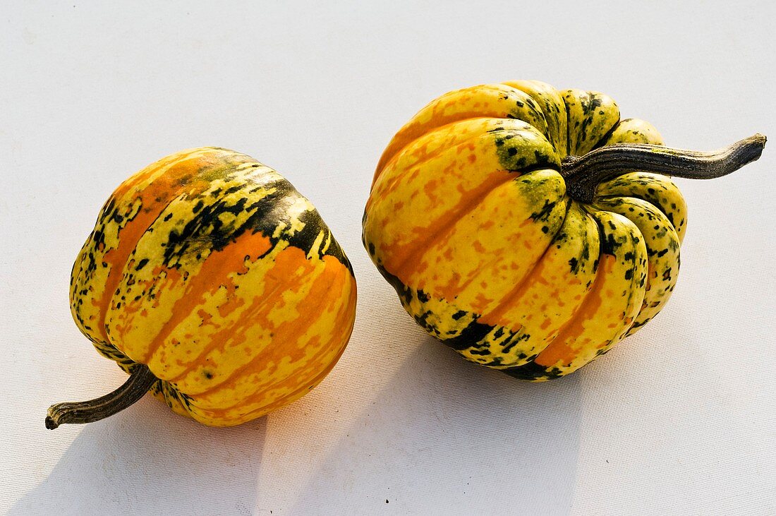 Two small squashes (variety 'Chameleon')