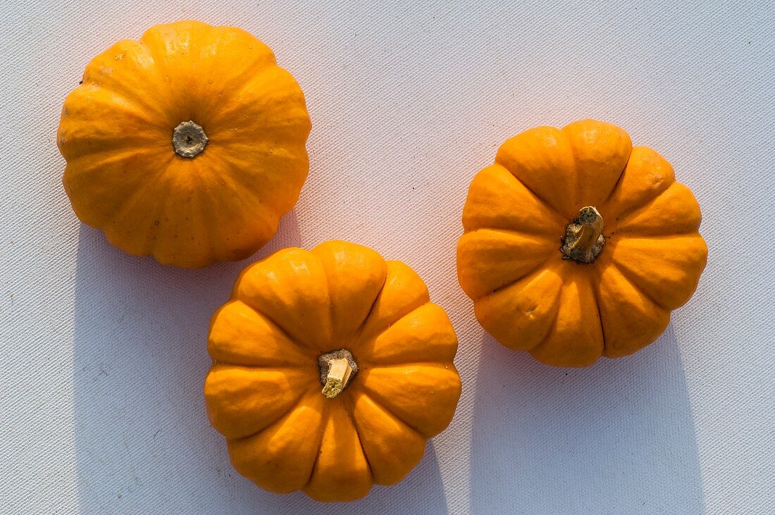 Three small orange pumpkins (variety 'Sweetie Pie')