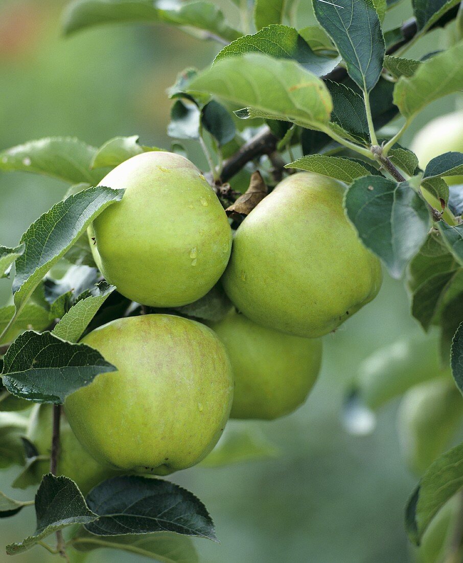 Jonagold apples on the tree