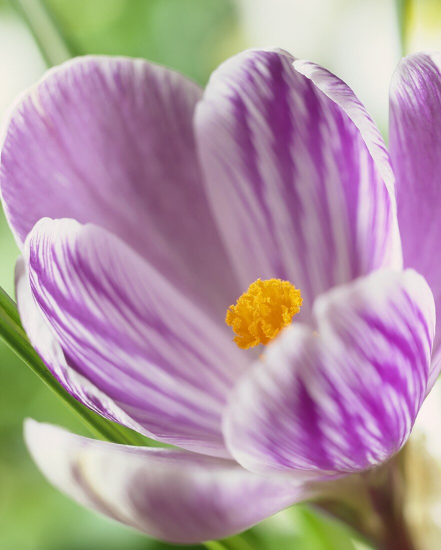 Gestreifter Krokus