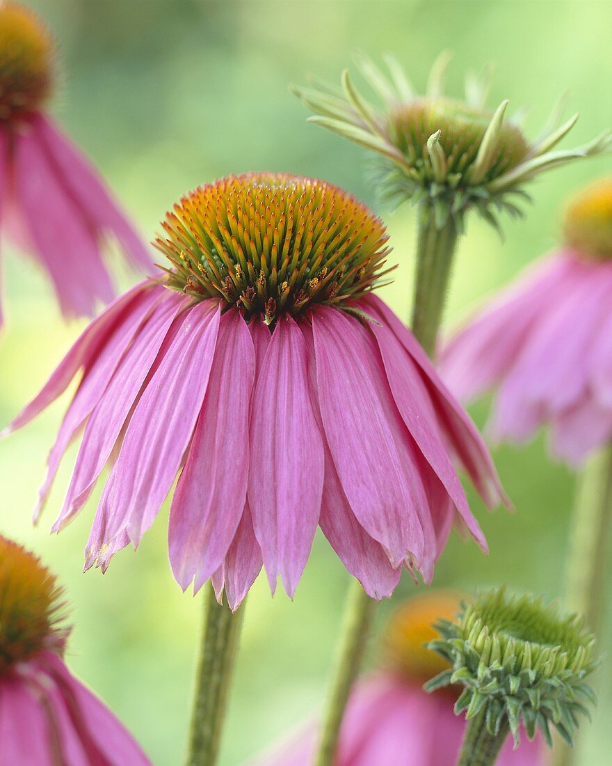 Echinacea-Blüten