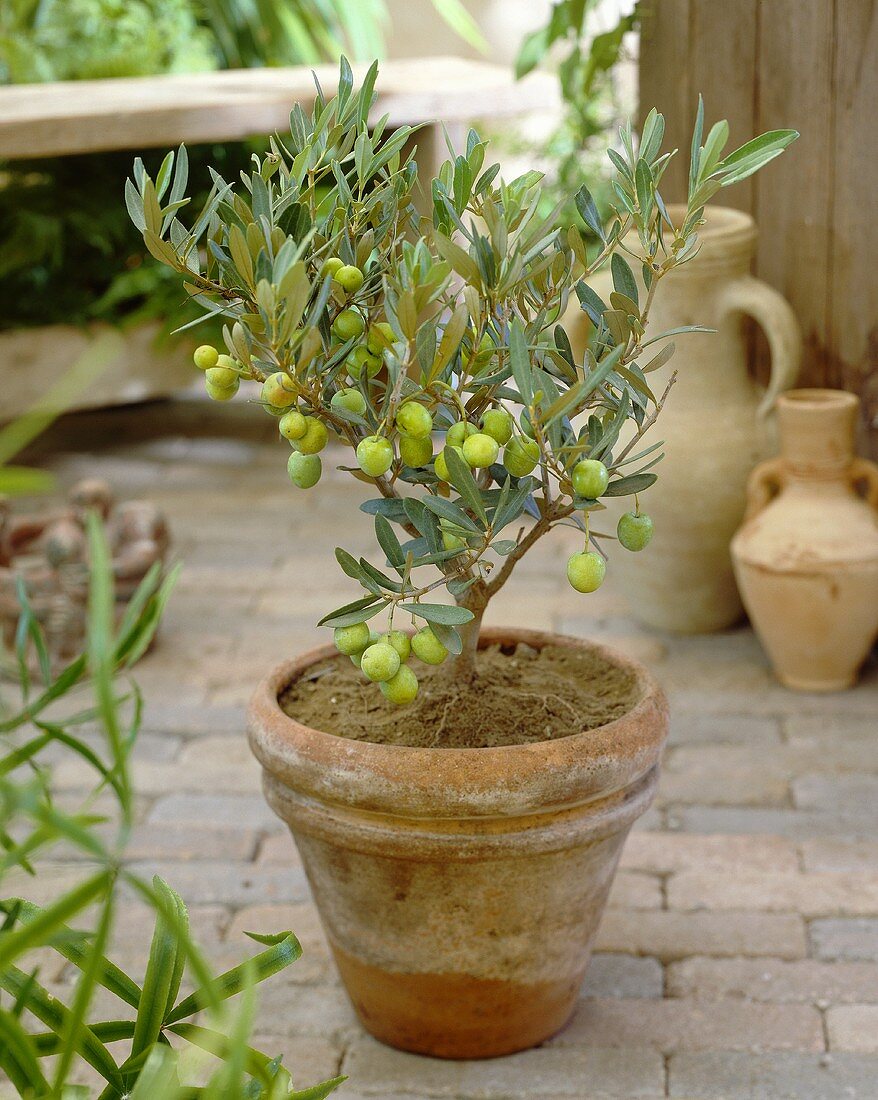 Small olive tree in terracotta pot