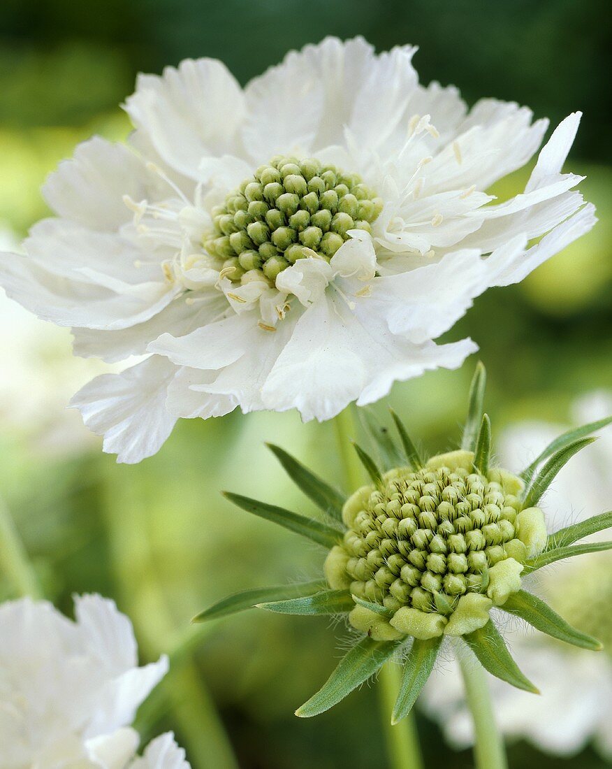 Scabious (Scabiosa caucasica 'Alba')