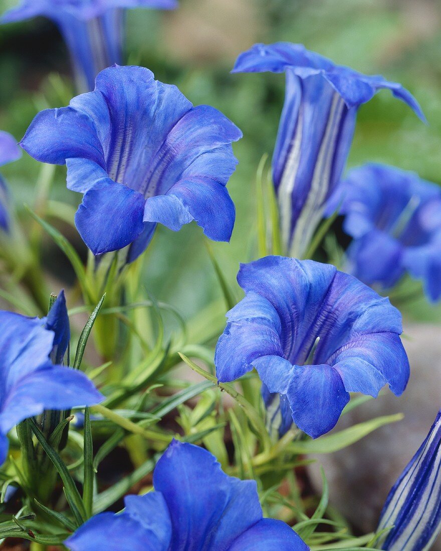 Gentian (Gentiana sino-ornata)