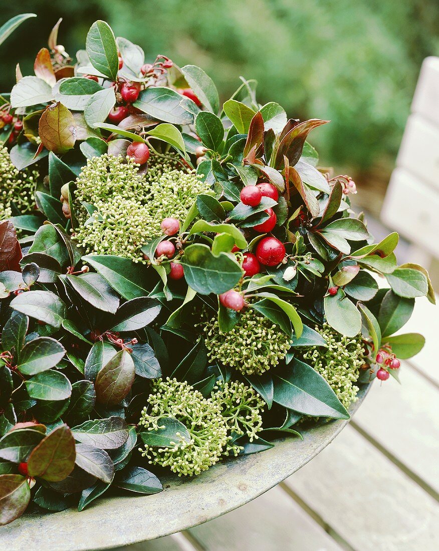 Scheinbeere (Gaultheria procumbens) in der Schale