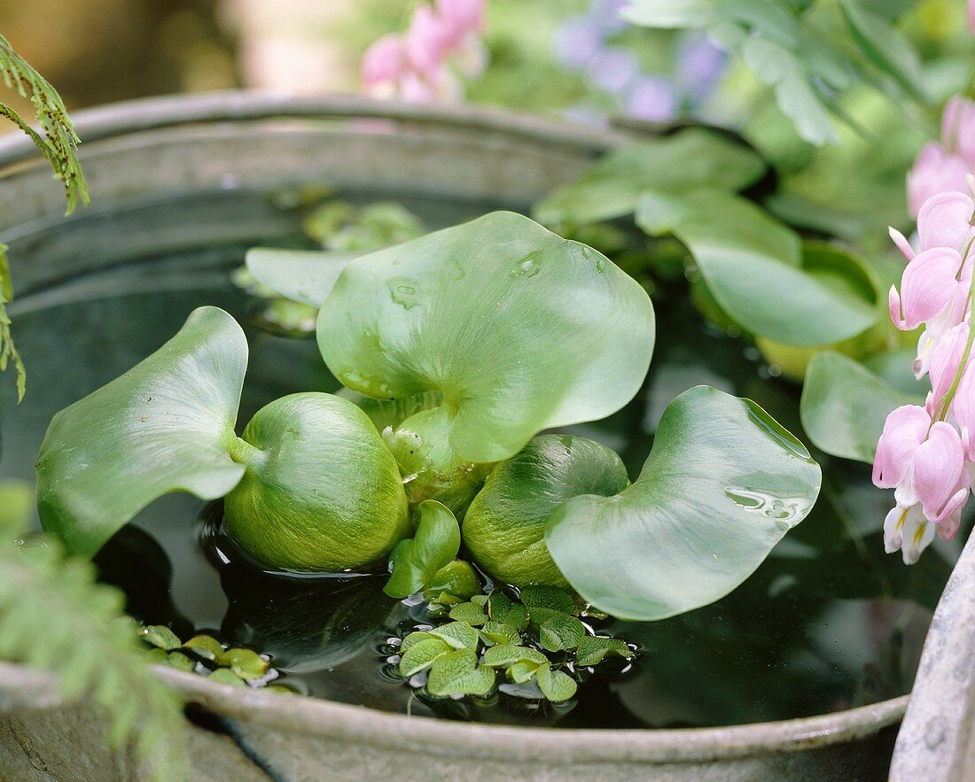 Wasserhyazinthe (Eichhornia crassipes)