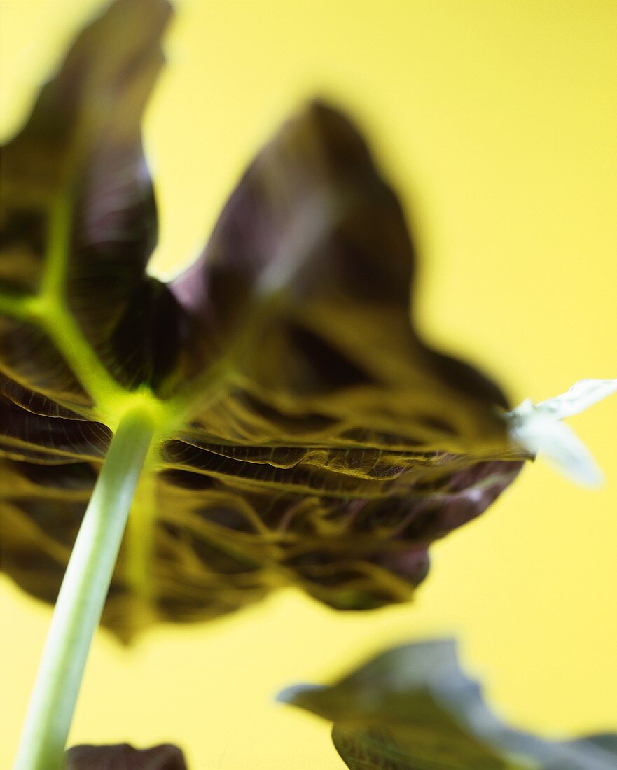 Alocasia leaf