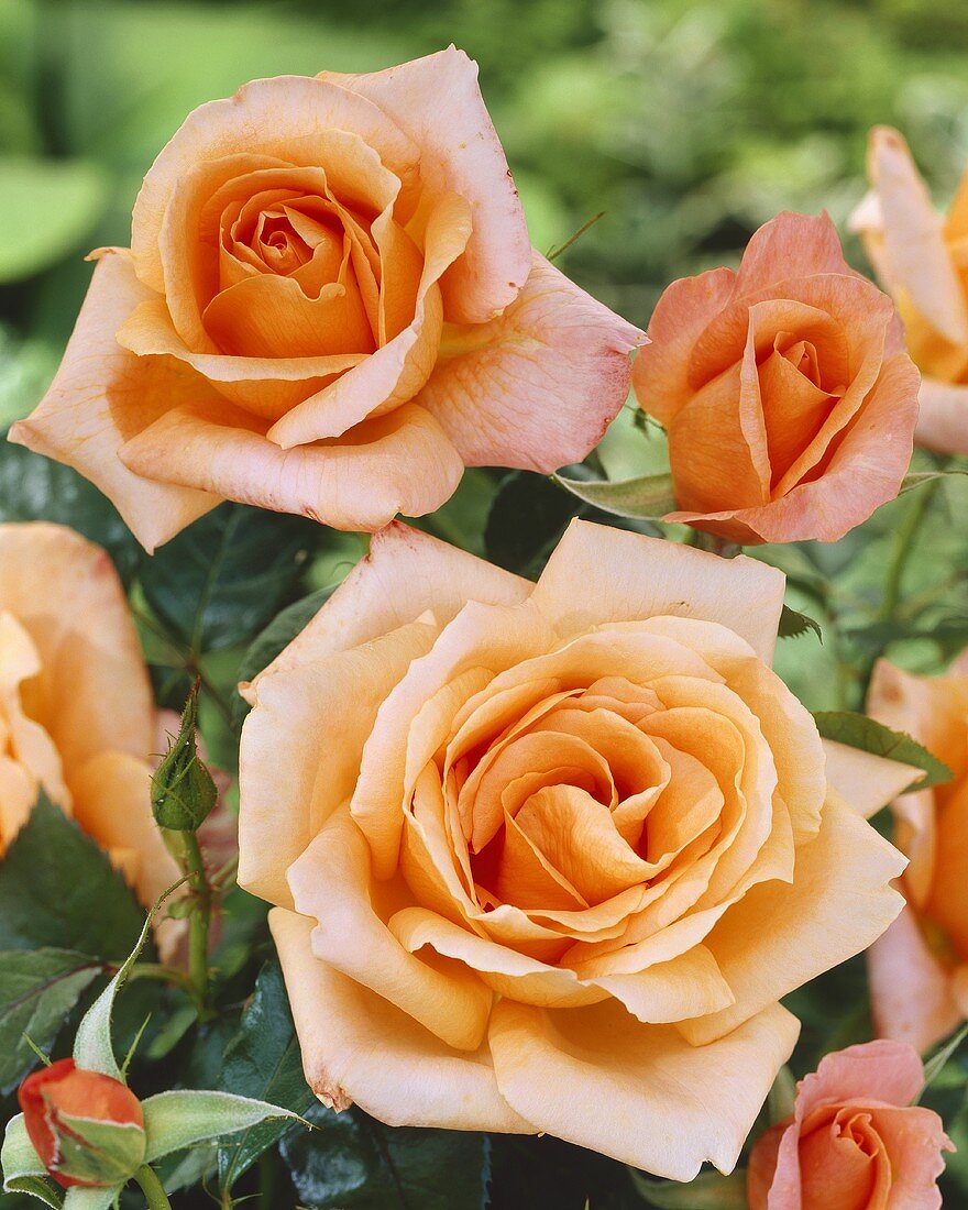 'Atlantic Star' rose