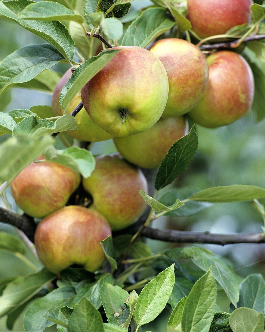 Elstar apples on the tree