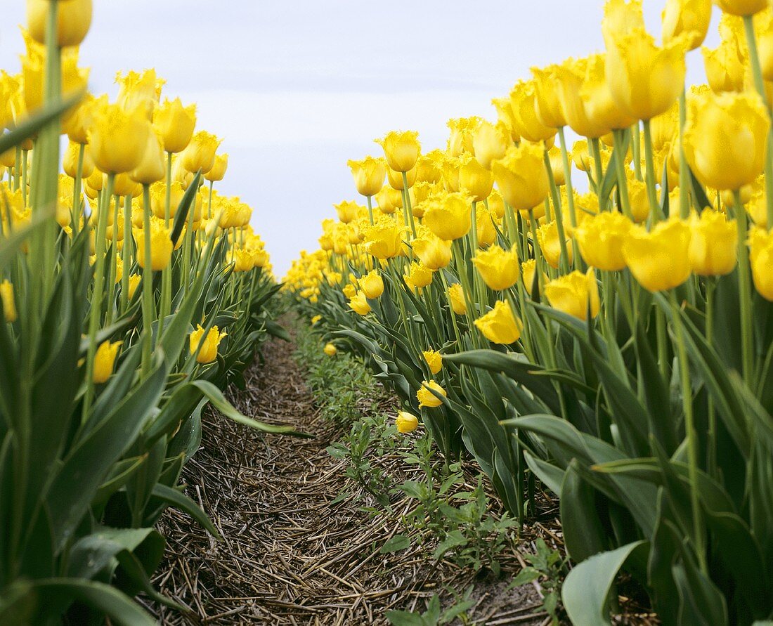 View into a field of yellow tulips