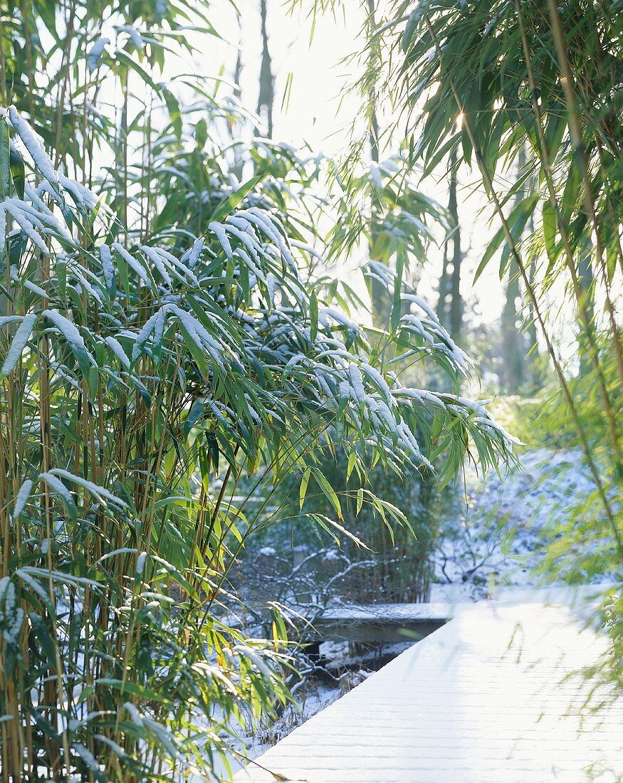 Snow-covered bamboo in garden