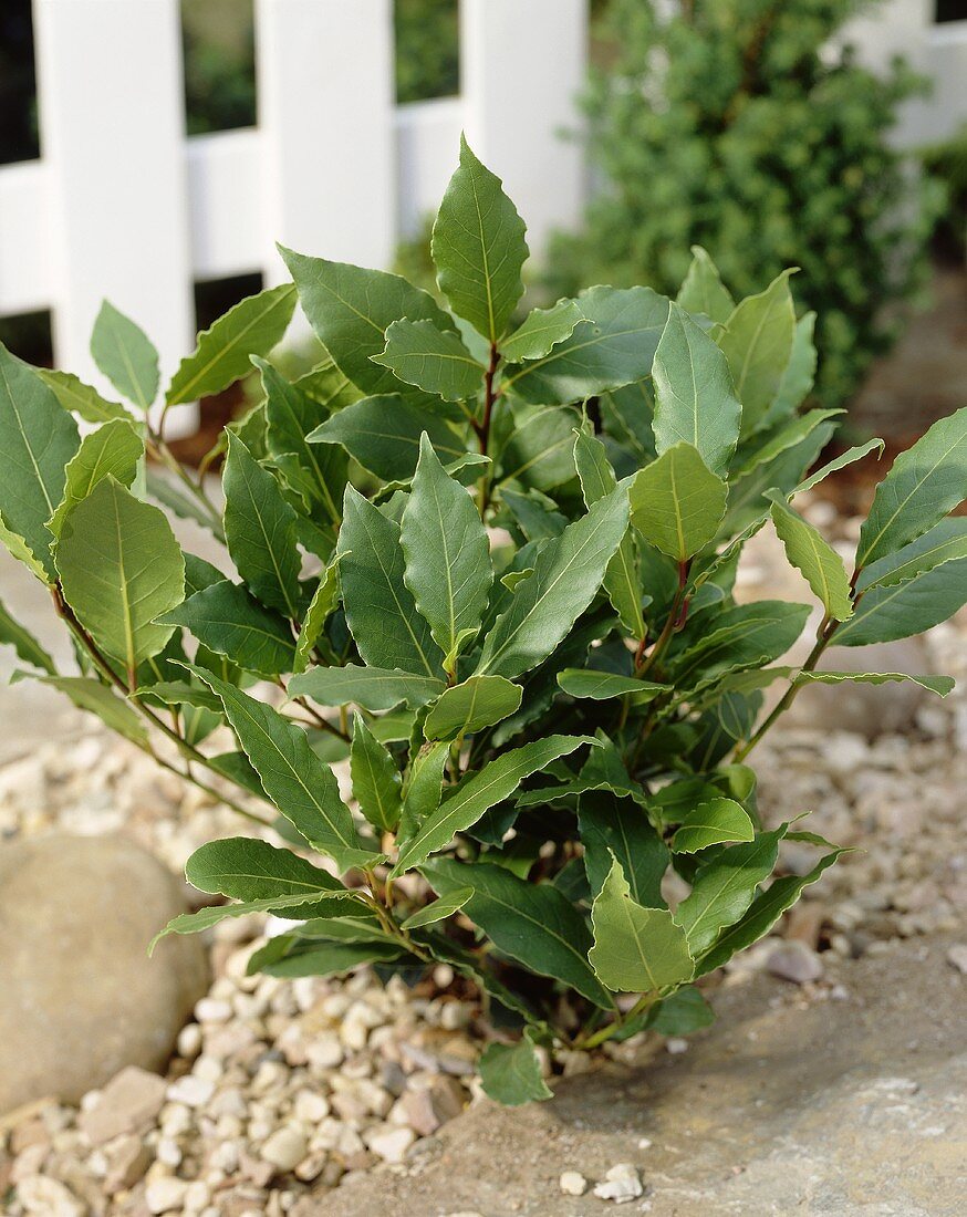 Bay (Laurus nobilis)