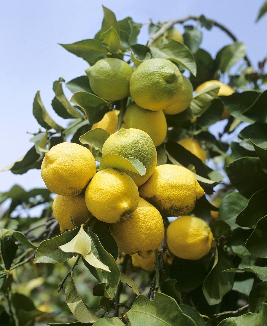 Zitronen am Baum