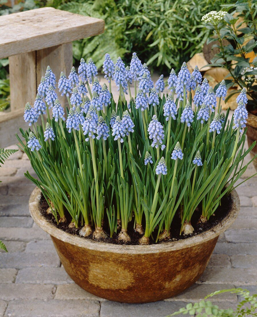 Grape hyacinths (Muscari armeniacum 'Atlantic') in container