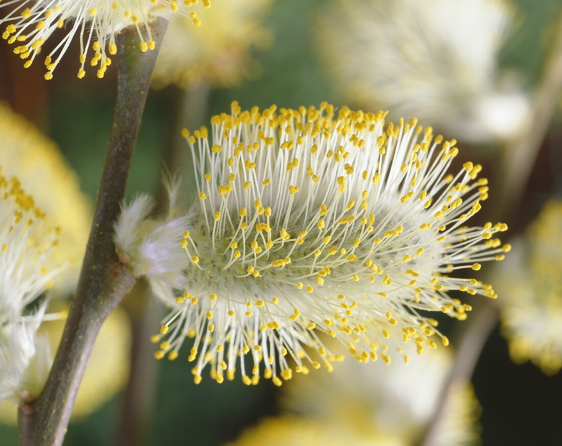 Pussy willow catkins of dwarf weeping willow (Salix caprea 'Kilmarnock')