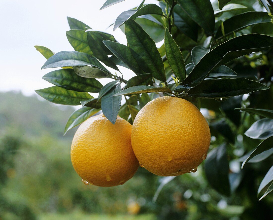 Two ripe oranges on the tree