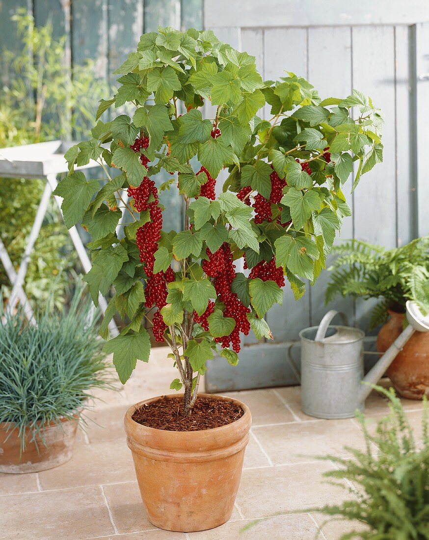 Redcurrant bush in flowerpot