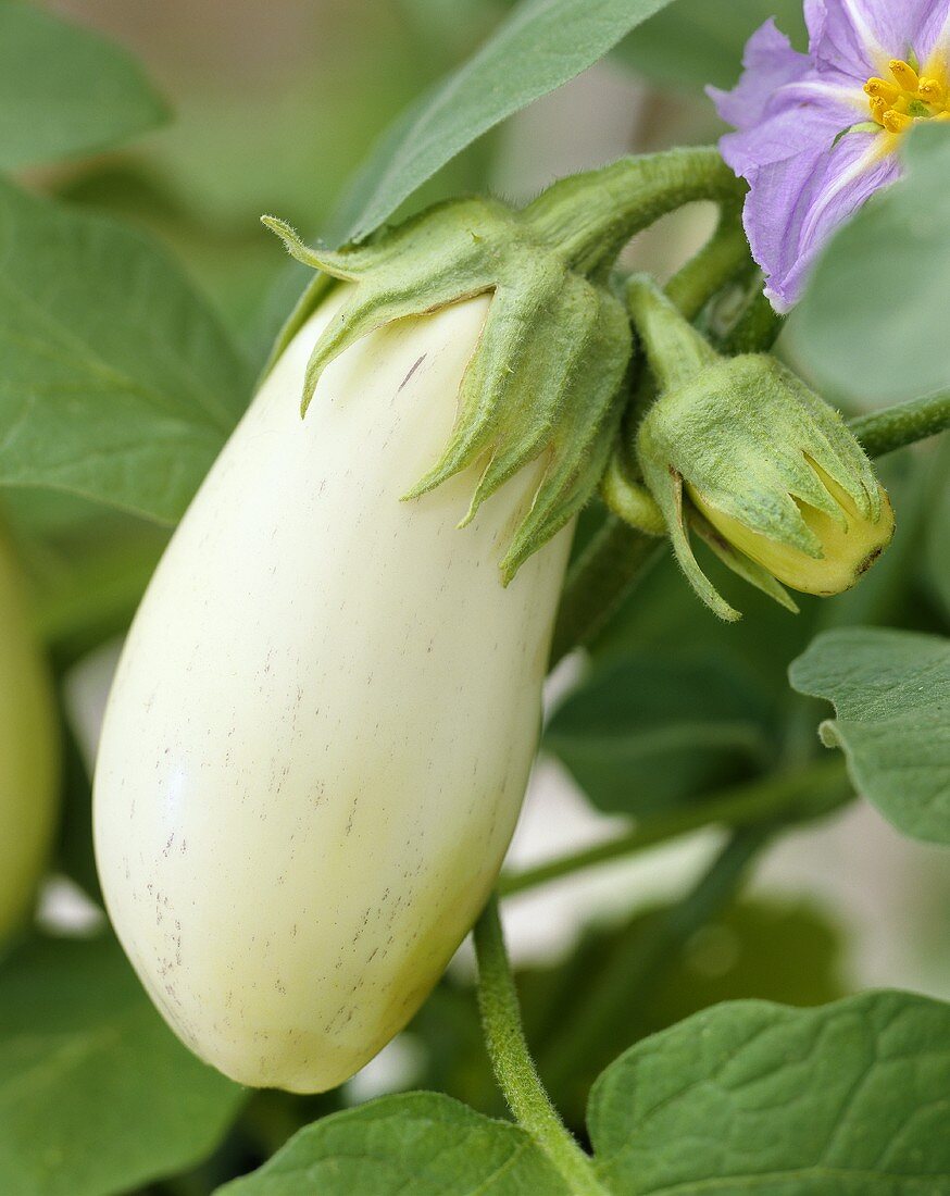 Eine weiße Aubergine (Aubergine Mohican)