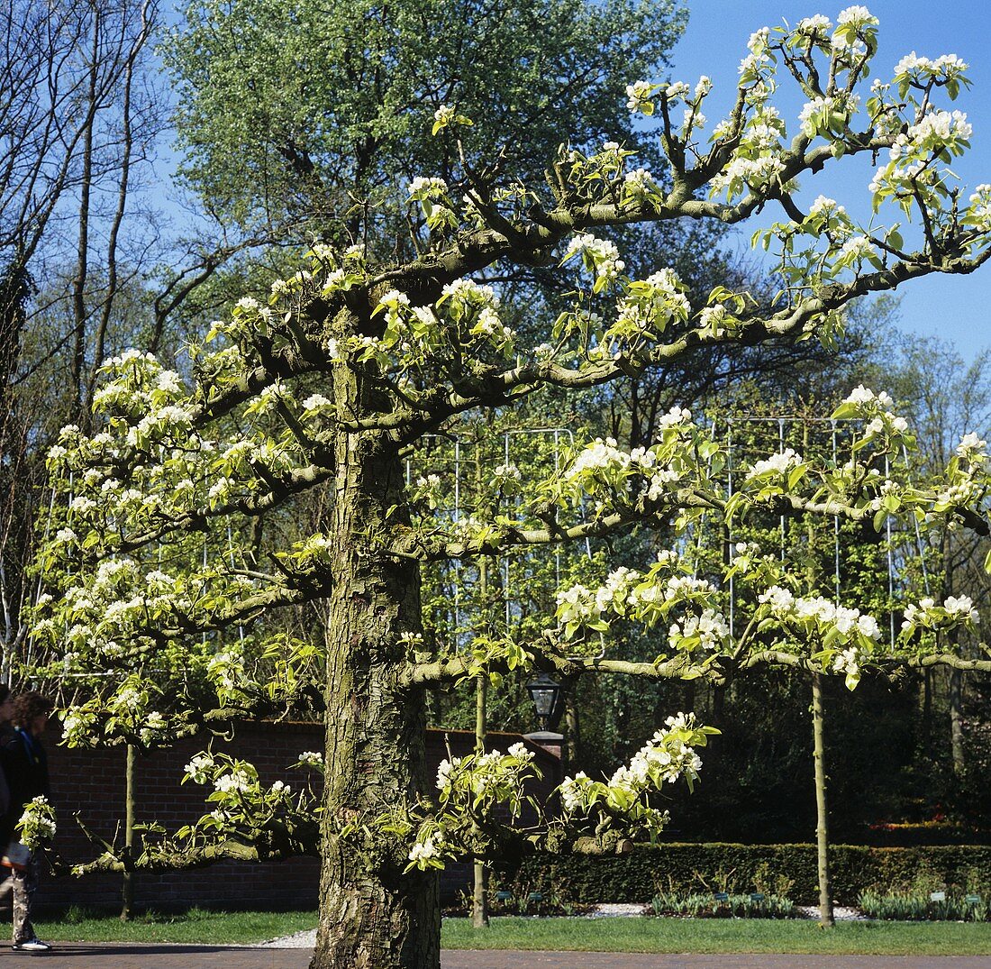 Flowering fruit tree