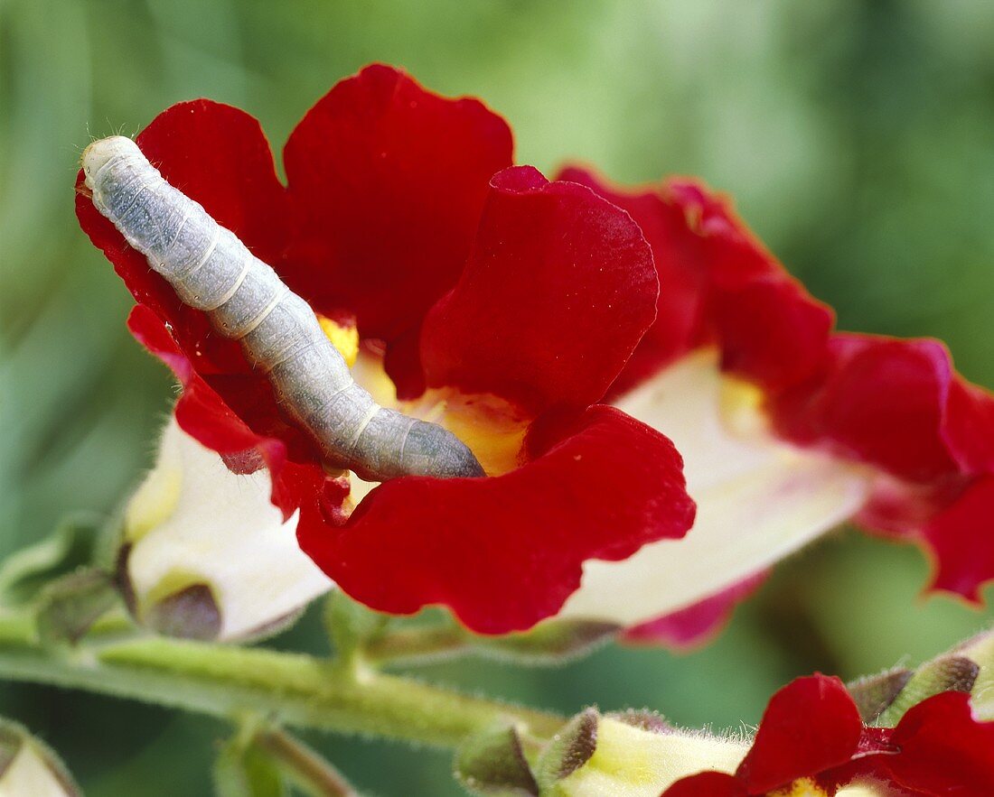 Caterpillar in flower